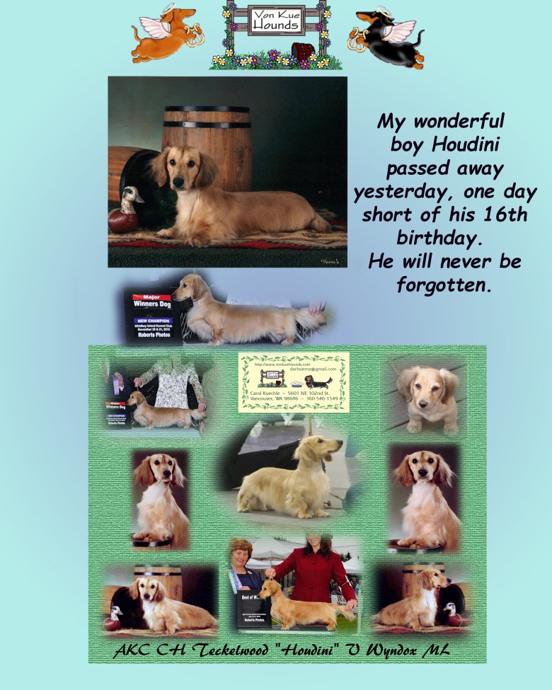Houdini passed away March 24th 2025. He was 16 years old March 25th.